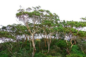EucalyptusTrees